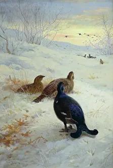 Thorburn: Winter in the Glen ' Blackgame Packing