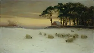 Farquharson: Winter Glow ' sheep in snow