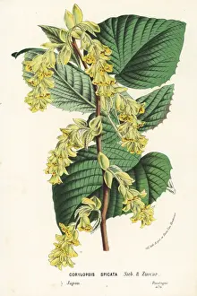 Spicata: Winter hazel, Corylopsis spicata