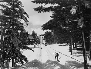 Evergreens: Winter Holiday