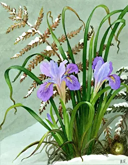 Stylosa: Winter Iris (iris stylosa) and fern