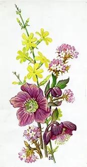 Helleborus: Winter Jasmine, helleborus atrorubens