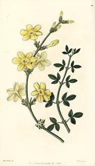 Jasminum: Winter jasmine, Jasminum nudiflorum