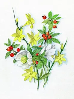 Jessamine: Winter Jessamine, Christmas roses
