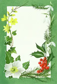 Jessamine: Winter jessamine, ivy, etc