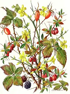 Blackberries: Winter Jessamine, Rosehips, Blackberries