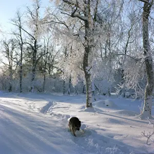 Ilyenko: Winter landscape