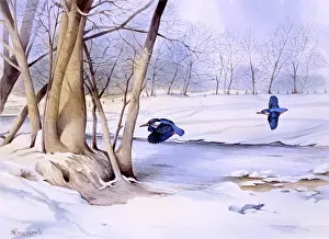Clump: Winter landscape with two kingfishers