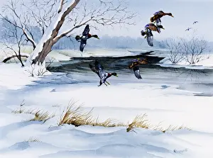Malcolm Greensmith Collection: Winter landscape with snow and flying ducks