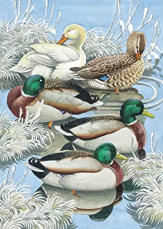Mallards: Winter Mallards Ducks