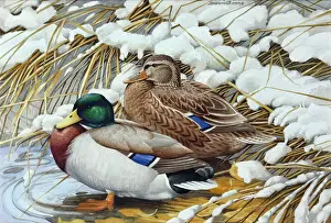 Mallards: Winter Mallards ' pair of ducks in snow