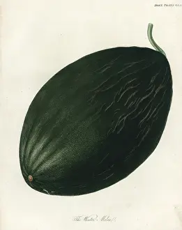 Transactions: Winter melon or Valencia melon, Cucumis melo