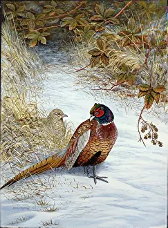 Morn: Winter Morn ' pheasants in snow