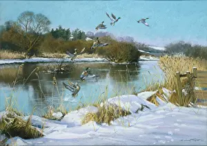 Mallards: Winter Morning on the Test ' Mallards flying