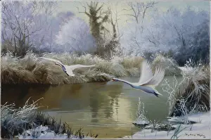 Snows: Winter Morning on the Test ' swans
