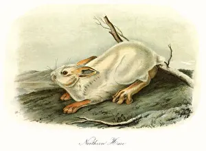 Crouches: Winter Northern Hare