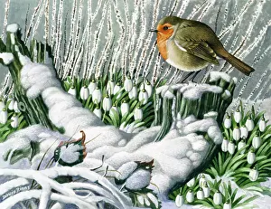 Binns: Winter Perch ' robin and snowdrops