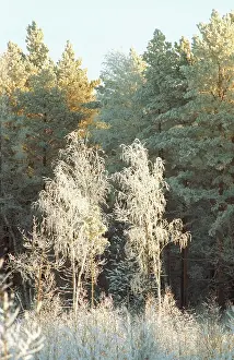 Tyumen: Winter photo art work, 1994