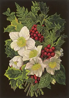 Helleborus: WINTER PLANTS 1880