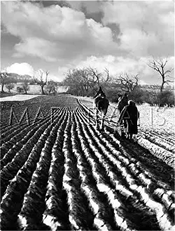 Furrows: WINTER PLOUGHING