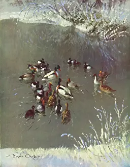 Tufted: Winter Plumage by Vernon Ward