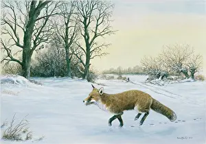 Ramble: Winter Ramble ' fox in a snowy landscape