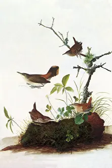 Wren: Winter and Rock Wrens