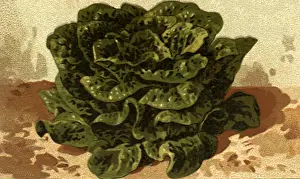 Curl: Winter Romaine