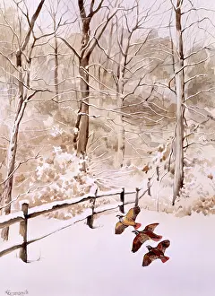 Malcolm Greensmith Collection: Winter scene with three birds flying over a field