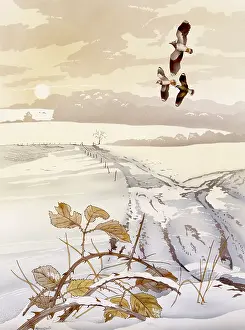 Malcolm Greensmith Collection: Winter scene with birds and snow