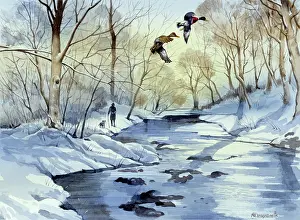 Malcolm Greensmith Collection: Winter scene with frozen river and two flying ducks