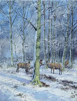 Thetford: Winter Scene, Thetford Forest