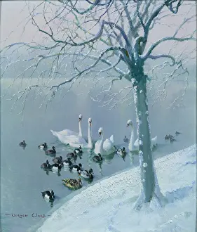 Serpentine: Winter on the Serpentine – ducks and swans