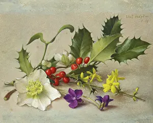 Jessamine: Winter Spray ? Holly, Mistletoe etc