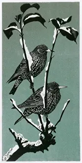 Puffed: Winter Starlings