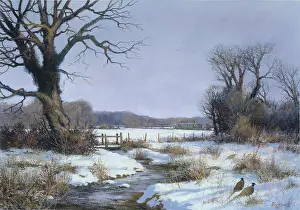 Pheasants: Winter Stream ' snowscene with pheasants