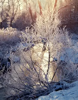 Hoarfrost: Winter Stream Sunlight Highlighting Frost on Branches
