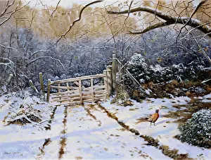 Glade: Winter Sunlight ' pheasant in snow