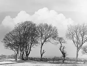 Feathery: WINTER TREES