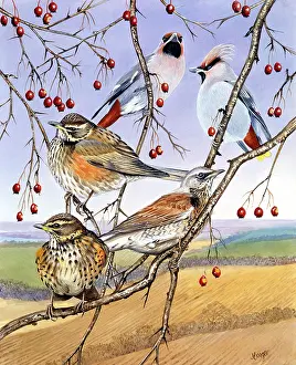 Redwing: Winter Visitors ? waxwings and redwings sitting on branch o