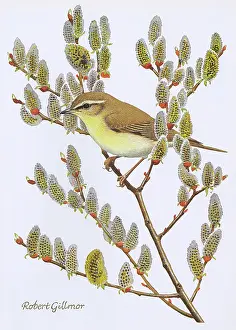 Perch: Winter Warbler