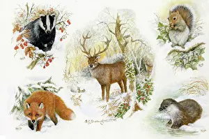 Stags: Winter Wildlife Composite