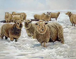 Woollies: Winter Woollies ??flock of sheep