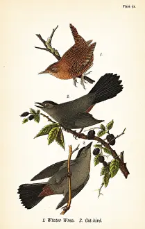 Castanea: Winter wren and gray catbird