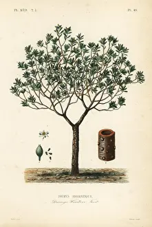 Flore: Winter's bark or canelo, Drimys winteri