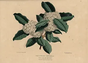 Spectabilis: Wintersweet or Bushman's Poison, Acokanthera