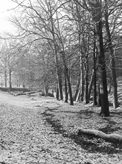 Powdering: WINTERY WOODS