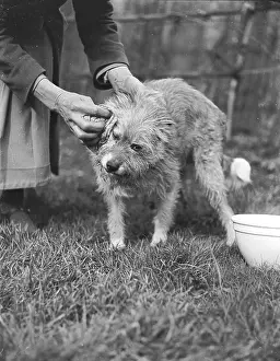 Wipe: WIPING A DOG CLEAN