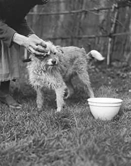 Wipe: WIPING A DOG CLEAN