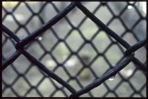 Morbid: Detail wire fencing Auschwitz
